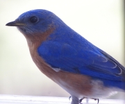 mr blue bird